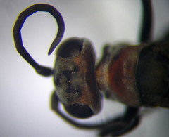 Agenioideus punicus