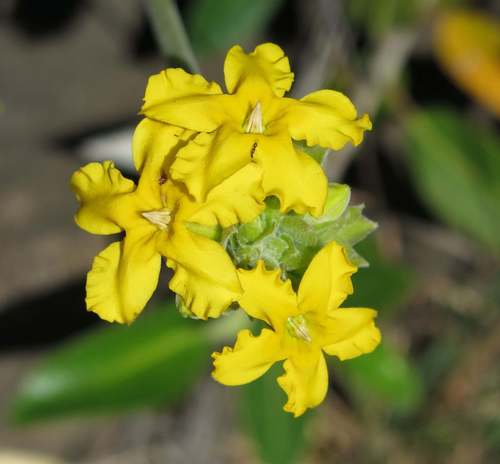 Pachypodium densiflorum