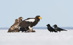 Steller's Sea Eagle photo 2