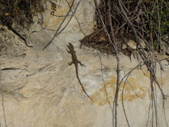 Phoenicolacerta laevis