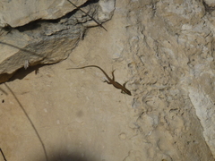 Phoenicolacerta laevis