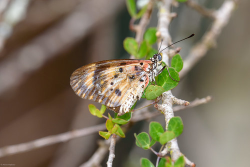 Madagascan Mottled Acraea