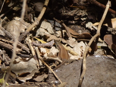 Phoenicolacerta laevis