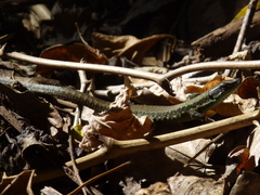 Phoenicolacerta laevis