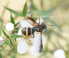 Lasioglossum peraustrale