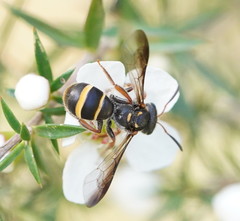 Lasioglossum peraustrale