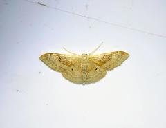 Idaea rubraria