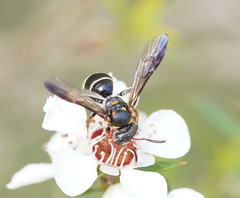 Lasioglossum peraustrale