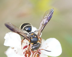 Lasioglossum peraustrale