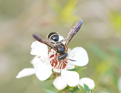 Lasioglossum peraustrale
