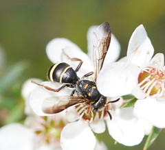 Lasioglossum peraustrale