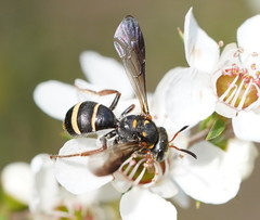 Lasioglossum peraustrale