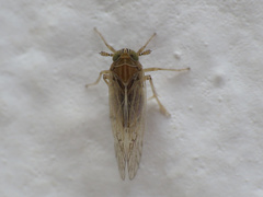 Dicranotropis
