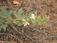 Lespedeza daurica