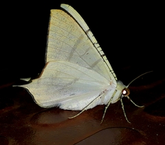 Ourapteryx marginata