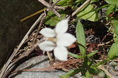 Monopsis alba