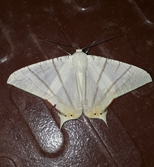 Ourapteryx marginata