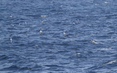 Calonectris leucomelas