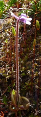 Pinguicula villosa