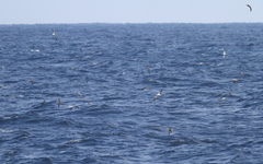 Calonectris leucomelas