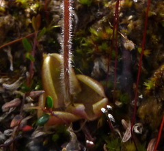 Pinguicula villosa