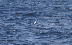 Calonectris leucomelas