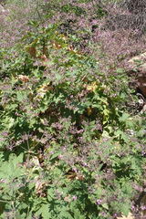 Pelargonium hispidum