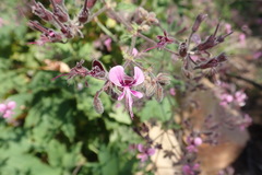 Pelargonium hispidum