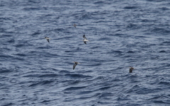 Calonectris leucomelas