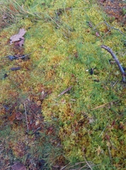 Sphagnum molle