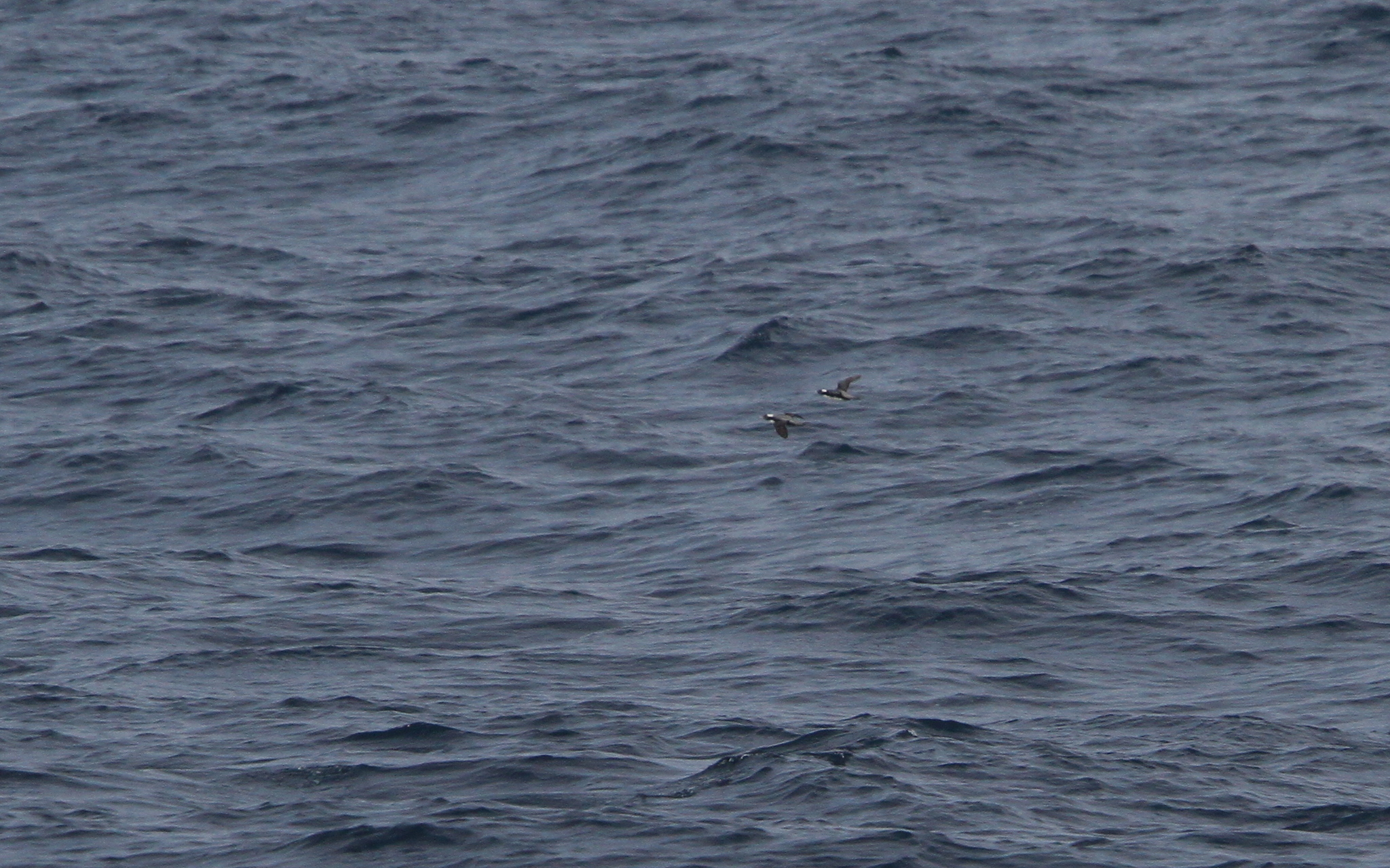 Japanese Murrelet illustration