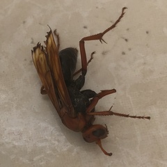 Hemipepsis mauritanica