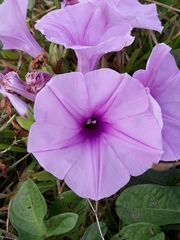 Ipomoea setifera