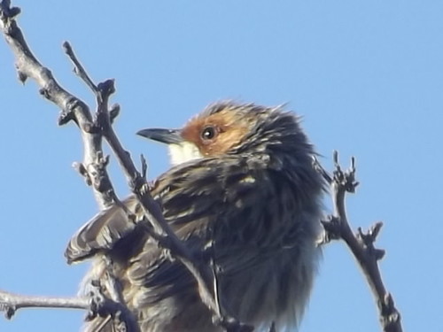 Rufous-eared Warbler (Malcorus pectoralis), photo 9