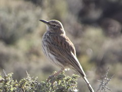 Certhilauda subcoronata subcoronata