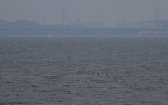 Cerorhinca monocerata