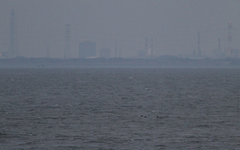 Cerorhinca monocerata