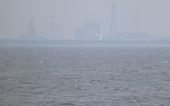 Cerorhinca monocerata