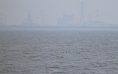 Cerorhinca monocerata