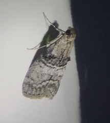 Pococera aplastella