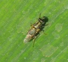 Adoxomyia