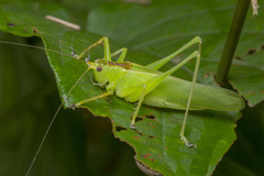 Hexacentrus unicolor