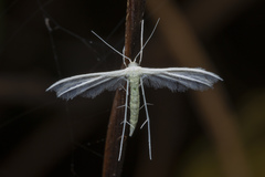 Pterophorus lacteipennis