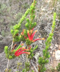 Erica versicolor