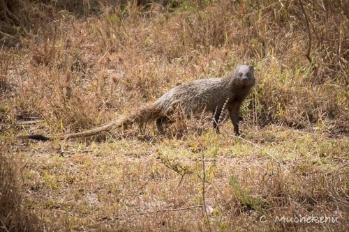 Egyptian Mongoose