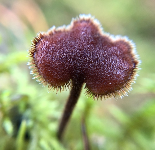 Earpick Fungus