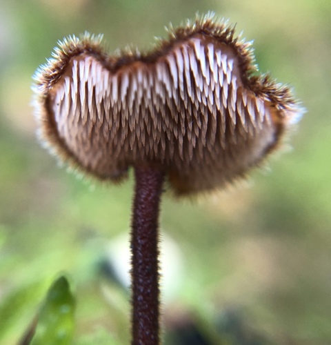 Representative image of Auriscalpium vulgare