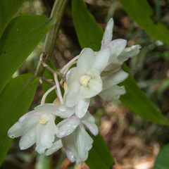 Dendrobium cumulatum