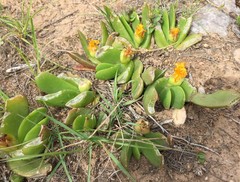 Glottiphyllum