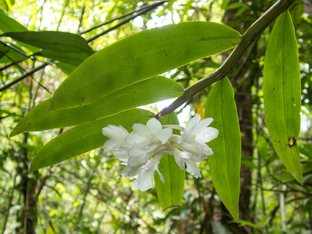 Dendrobium cumulatum Lindl. 3